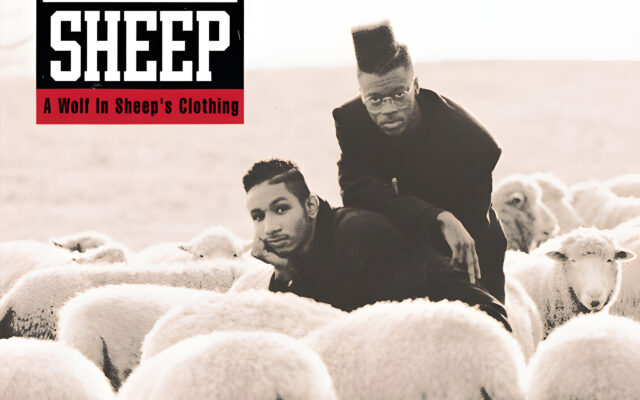 Black Sheep