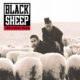 Black Sheep